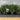 Mondo Grass 140mm pot