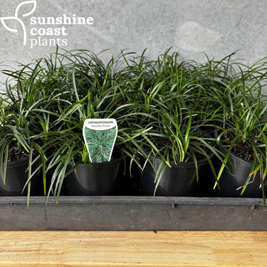 Mondo Grass 140mm pot