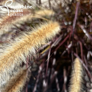 Pennisetum advena rubrum dwarf - ’Dwarf Purple Fountain Grass’ - 130mm-140mm pot - Plant