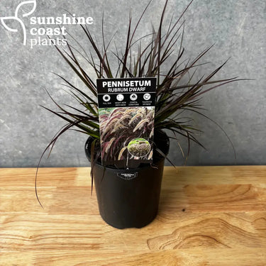Dwarf Purple Fountain Grass 140mm pot