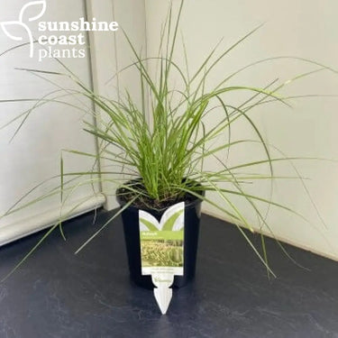 Pennisetum alopecuroides ‘Nafray’ 140mm pot Plant
