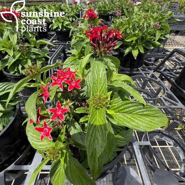 Pentas ‘Lucky Star Red’ 140mm pot