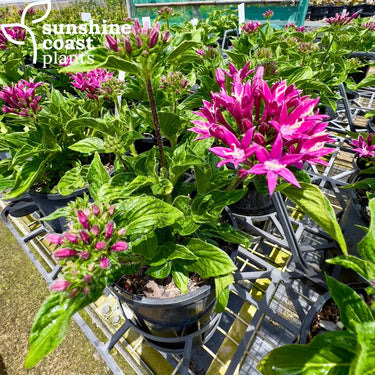 Pentas ‘Violet’ 140mm pot