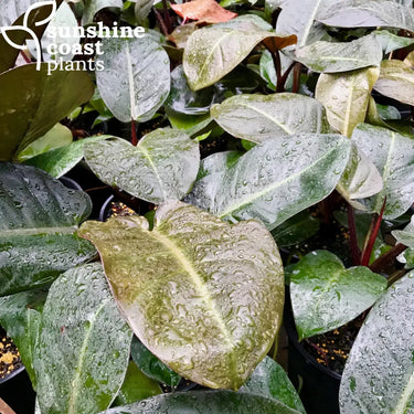 Philodendron Black Cardinal 300mm Plant