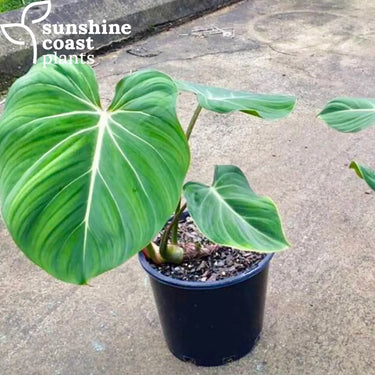 Philodendron gloriosum 200mm pot Plant