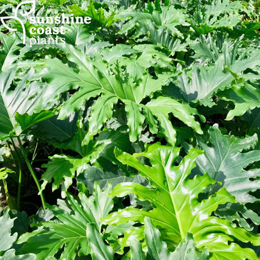 Philodendron Hope Plant