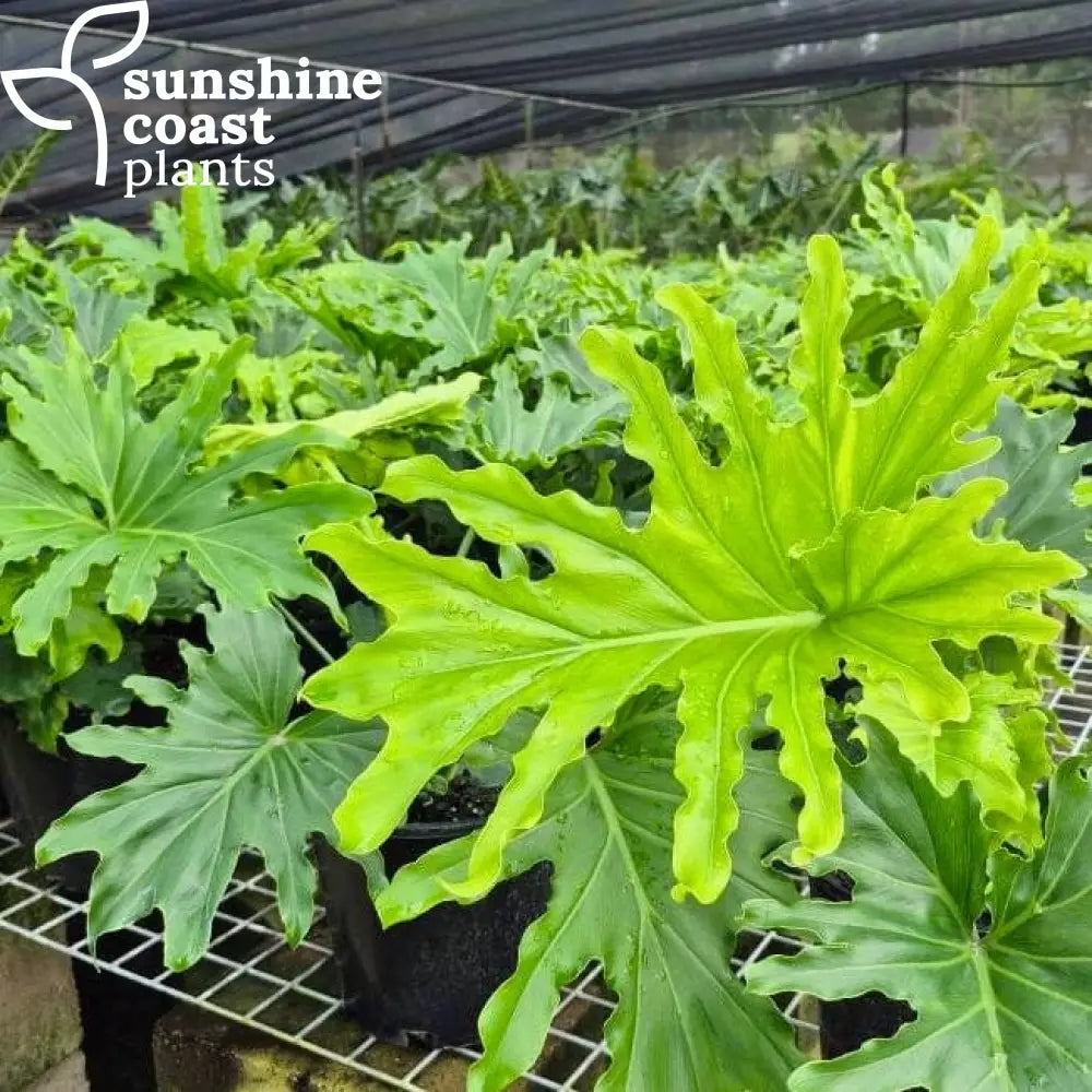 philodendron hope vs lickety split Philodendron Lickety Spilt – Sunshine Coast Plants