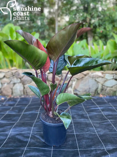Philodendron Rojo Congo 300mm pot Plant
