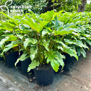 Philodendron Xanadu 300mm pot Plant