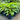 Philodendron Xanadu 300mm pot Plant
