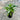 Philodendron Xanadu Plant
