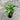 Philodendron Xanadu Plant