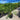 Phoenix roebelenii ’Dwarf Date Palm’ 250mm Single Trunk Plant
