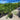 Phoenix roebelenii ’Dwarf Date Palm’ 250mm Single Trunk Plant