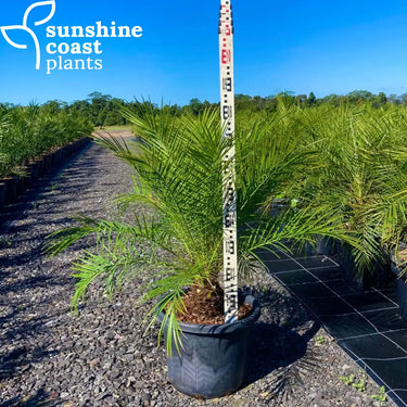 Phoenix roebelenii ’Dwarf Date Palm’ 400mm Single Trunk Plant