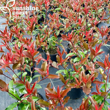 Photinia ’Red Robin’ Plant