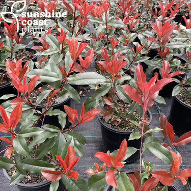 Photinia ’Red Robin’ Plant