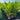 Pinanga coronata - Ivory Cane Palm 300mm pot Plant