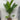 Pinanga coronata - Ivory Cane Palm Plant
