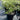 Pittosporum Golf Ball 200mm pot Plant