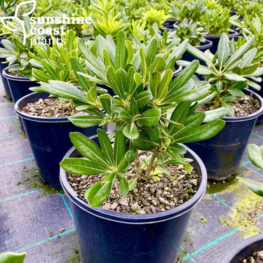 Pittosporum Miss Muffet 140mm pot Plant