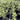 Pittosporum Tasman Ruffles 140mm pot Plant