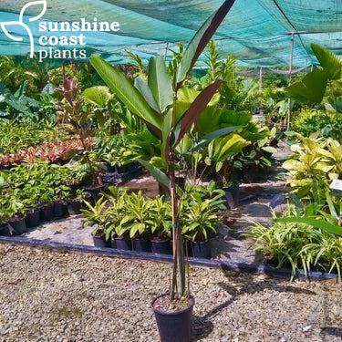 Pleiostachya Pruinosa - Calathea Wheat 250mm pot Plant