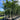 Ptychosperma Elegans - Solitaire Palm 160Ltr pot - Single trunk Plant
