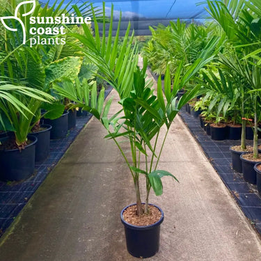 Ptychosperma Elegans - Solitaire Palm 300mm pot Plant