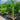 Ptychosperma Elegans - Solitaire Palm Plant