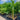 Ptychosperma Elegans - Solitaire Palm Plant