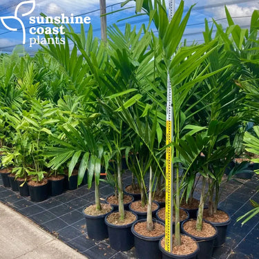 Ptychosperma Elegans - Solitaire Palm Plant