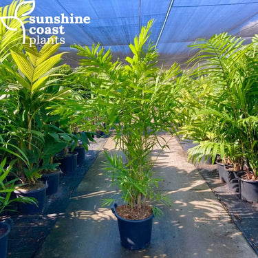 Ptychosperma Macarthurii - Macarthur Palm 300mm pot Plant