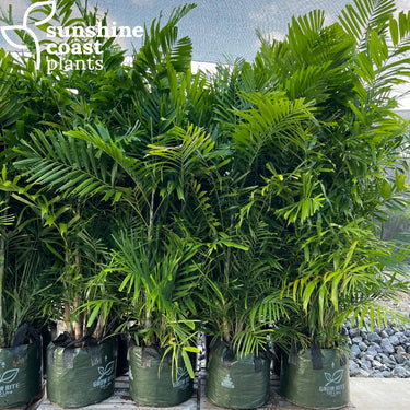 Ptychosperma Macarthurii - Macarthur Palm 90Ltr pot Plant