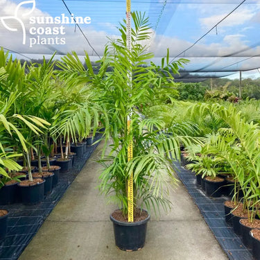 Ptychosperma Microcarpum - New Guinea Cluster Palm 400mm pot Plant