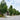 Pyrus calleryana Capital - Ornamental Pear