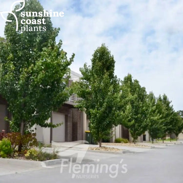 Pyrus calleryana Capital - Ornamental Pear
