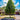 Pyrus calleryana Chanticleer - Ornamental Pear