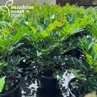Radermachera ’Summerscent’ 200mm pot Plant