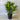 Radermachera ’Summerscent’ - 250mm pot - Plant