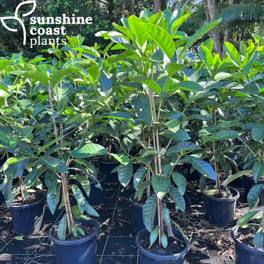 Randia Fitzalanii - Native Gardenia Plant