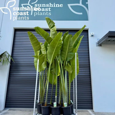 Ravenala Madagascariensis - Travellers Palm 300mm pot Plant