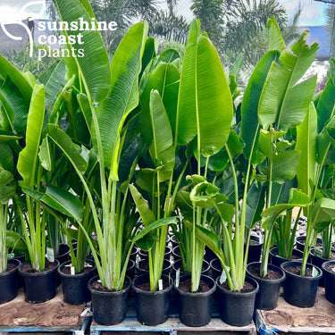 Ravenala Madagascariensis - Travellers Palm 300mm Plant