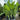 Ravenala Madagascariensis - Travellers Palm Plant