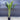 Ravenala Madagascariensis - Travellers Palm Plant