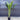 Ravenala Madagascariensis - Travellers Palm Plant