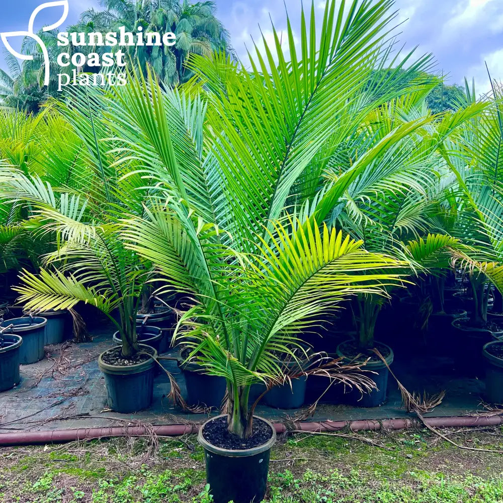 rexona palm plant Ravenea Rivularis - Majestic Palm