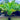 Ravenea Rivularis - Majestic Palm 300mm pot Plant