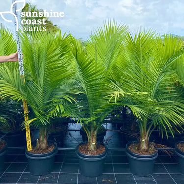 Ravenea Rivularis - Majestic Palm 400mm pot Plant