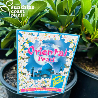 Rhaphiolepis ’Oriental Pearl’ Plant